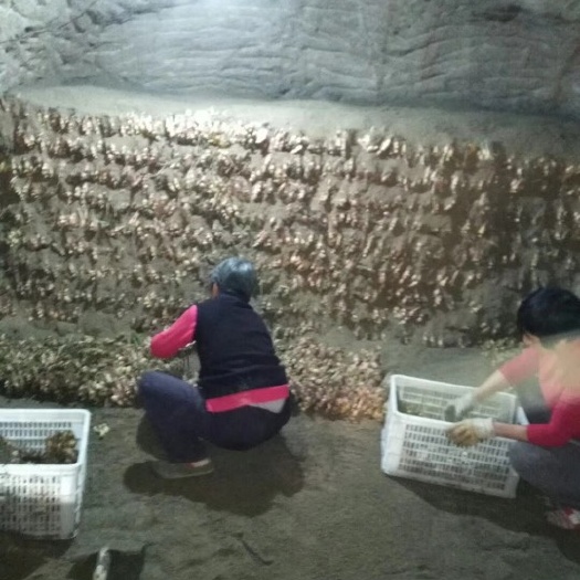 金寨县老姜金寨高山土生姜