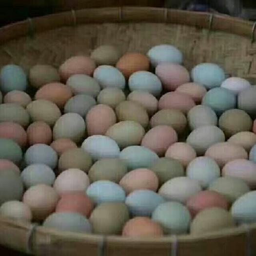 沭阳县绿壳鸡苗 绿壳蛋土鸡蛋种蛋