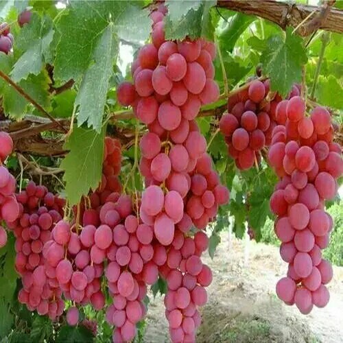 泰安夏黑葡萄苗 