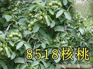 泰安8518核桃苗 