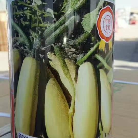 嘉峪关市金珠西葫芦种子  打籽西葫芦种子甘肃酒泉种子公司直供