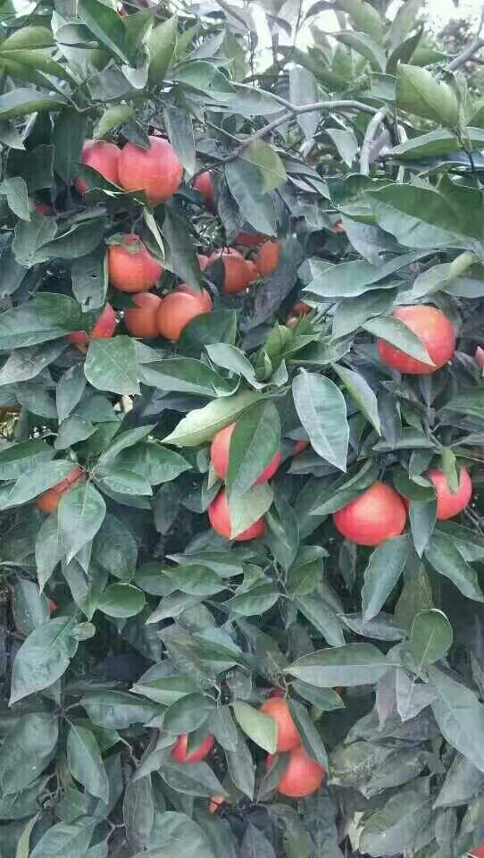 塔罗科血橙 70-75mm 4-8两 