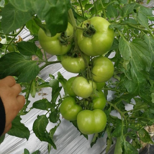 粉果番茄种子 ≥99% 杂交种 ≥97% 高端品种