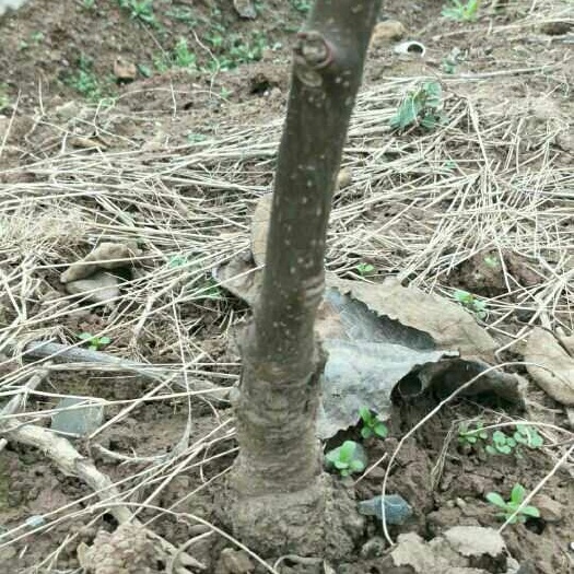 苍溪县苍溪红心猕猴桃苗  红心猕猴桃挂果大树出售，1.5－2公分