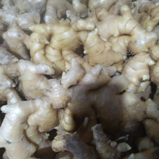 黑山县 生姜质量好好，价格便宜