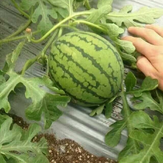嘉峪关市蜜童西瓜种子  蜜茉莉礼品小西瓜种子