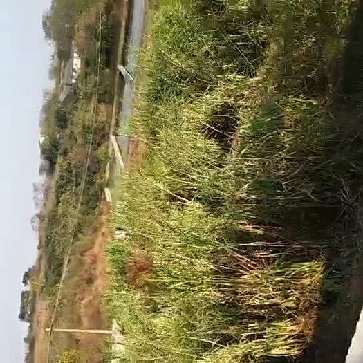 皇竹草 