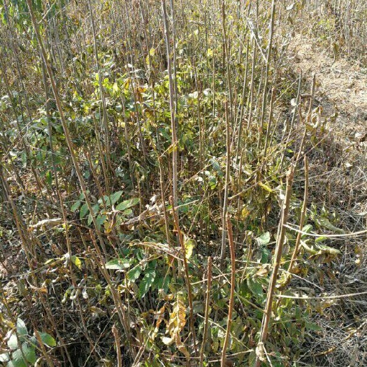 泰安红油香椿苗 2公分以下
