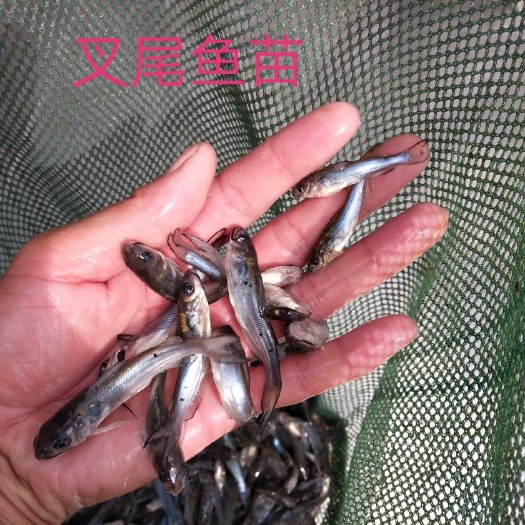 广州斑点叉尾鮰鱼 斑点叉尾鮰鱼