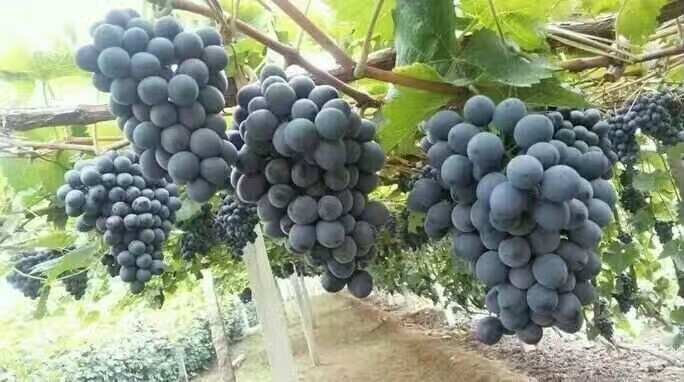 泰安户太八号葡萄苗