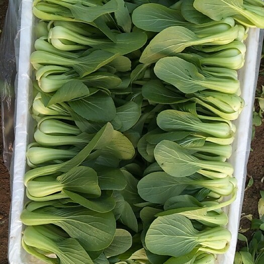曹县金品1夏青梗菜 1两以下 