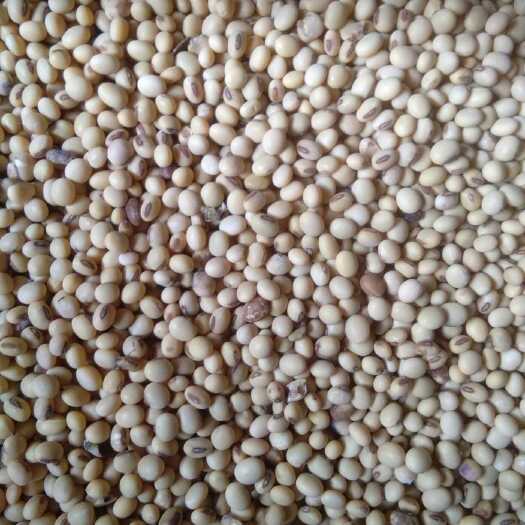 荣县肾型黄豆 生大豆 1等品 