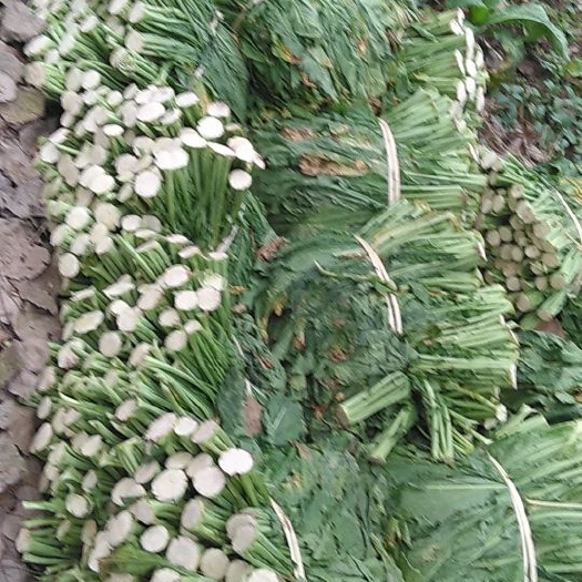 威远县盘菜 
