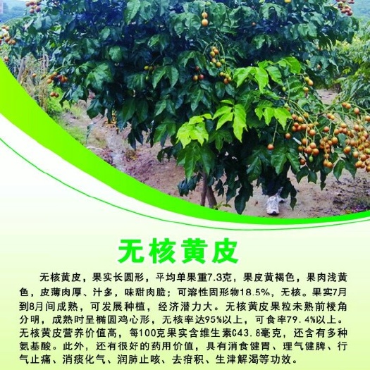 灵山县无核黄皮果苗