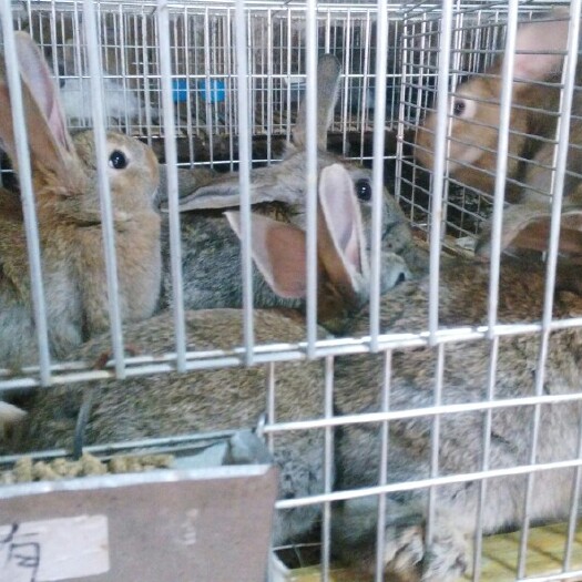 双峰县兔肉类 新鲜 