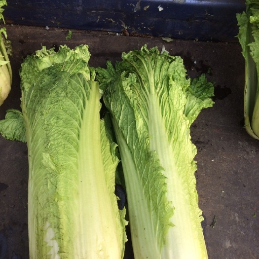 唐山天津白菜 3~6斤 二毛菜 