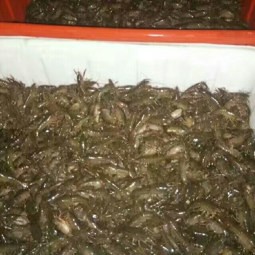 监利市小龙虾苗  小龙虾种苗