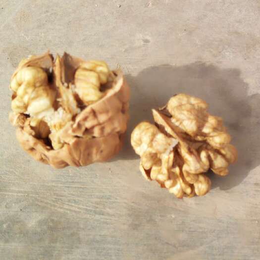 秦安县薄皮核桃