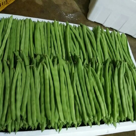 云南保山精品小金豆