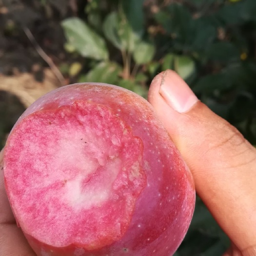 泰安红肉苹果树苗  纯红色之爱次年开花