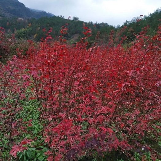 嵊州市中国红枫/红叶羽毛枫 