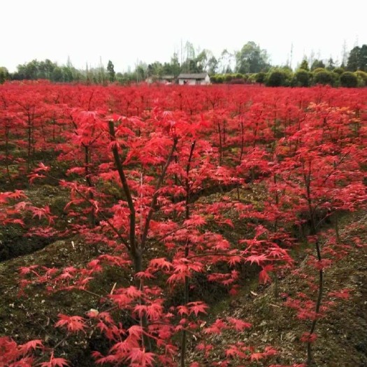 嵊州市赤枫苗 