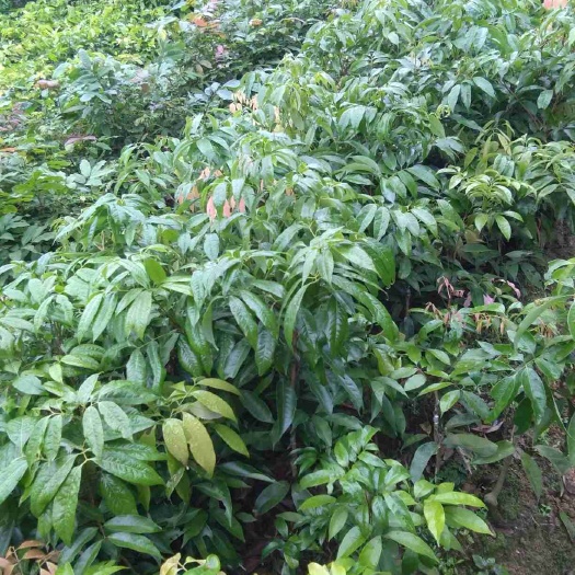 灵山县糯米糍荔枝苗