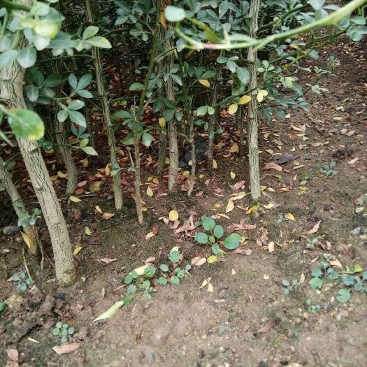泰安枳壳苗 嫁接柑橘类种苗优秀砧木，还可做篱笆防护效果好