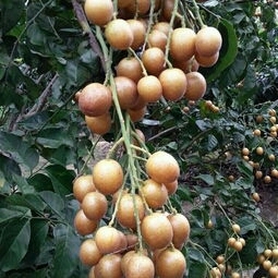 灵山县黑黄皮果苗