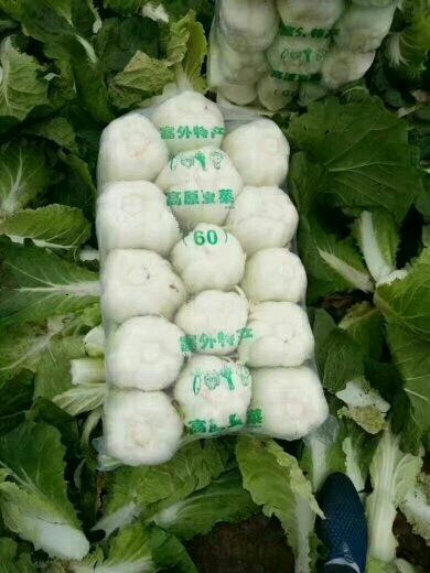 嘉鱼县青杂三号白菜  黄心大白菜