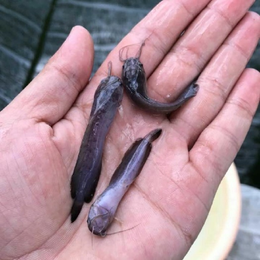 广州八胡鲶鱼苗 
