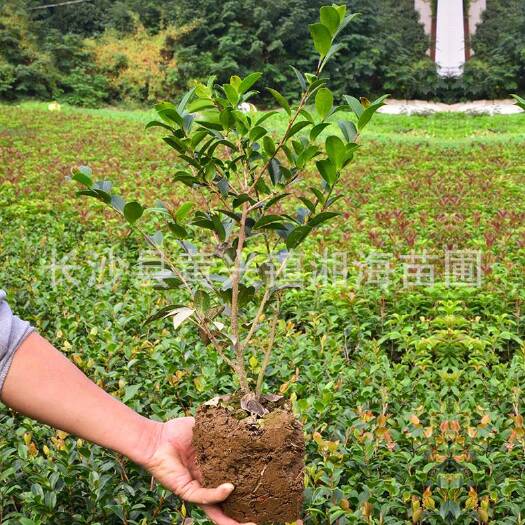 长沙县茶梅小毛球