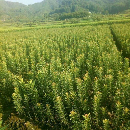 靖州县荸荠杨梅种苗 