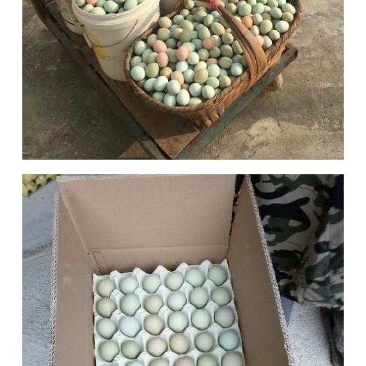 华容县 绿壳鸡蛋大量出售