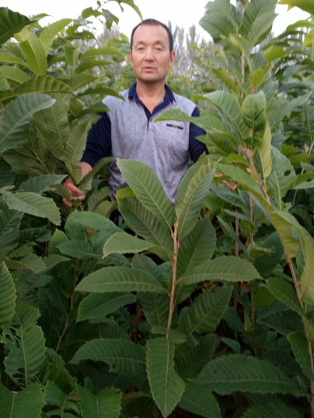 大红袍板栗苗  早丰栗子苗，当年接果，欢迎采购，保证质量。