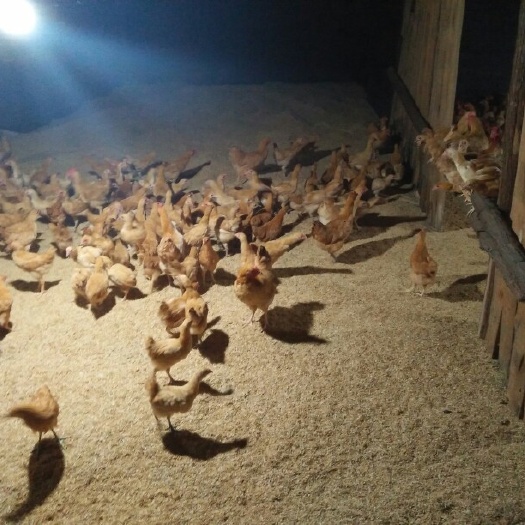 衡南县湘黄土鸡苗