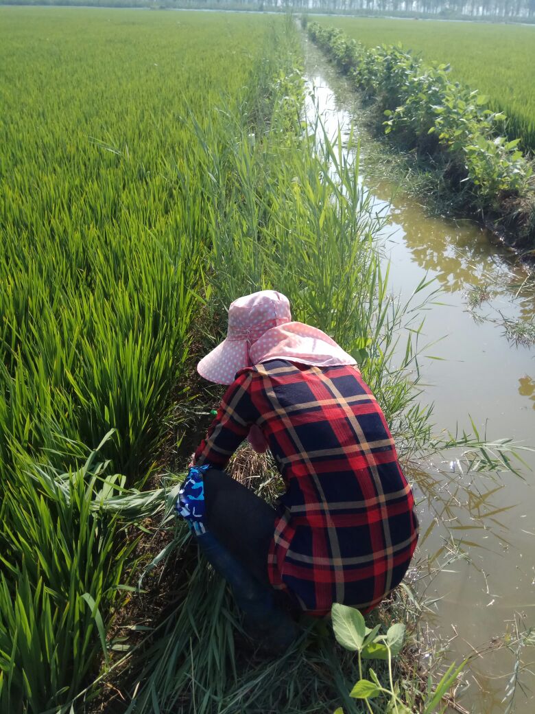 2023年杂交稻  盘锦小生家蟹田水稻。筛选好的