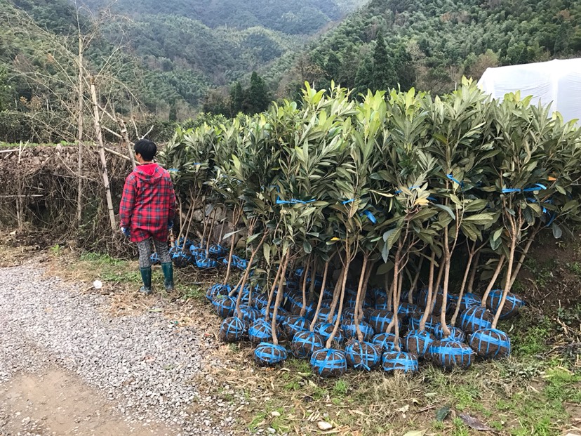 白玉枇杷苗 保真自己结果基地直发