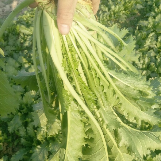 亳州芥菜种子