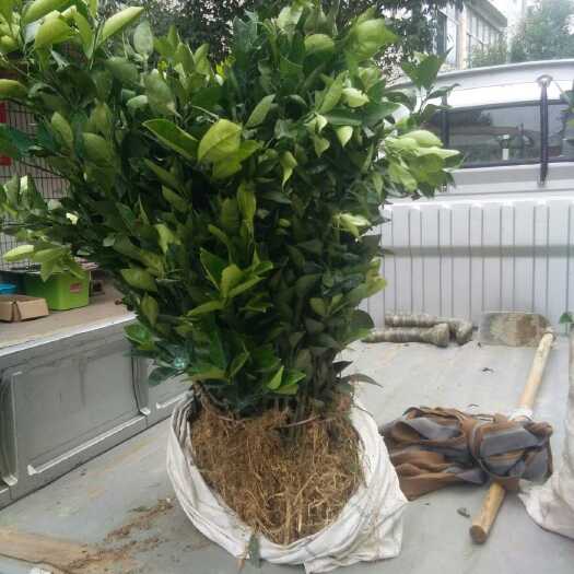 南丰县纽荷尔脐橙苗 0.5米以下 嫁接苗