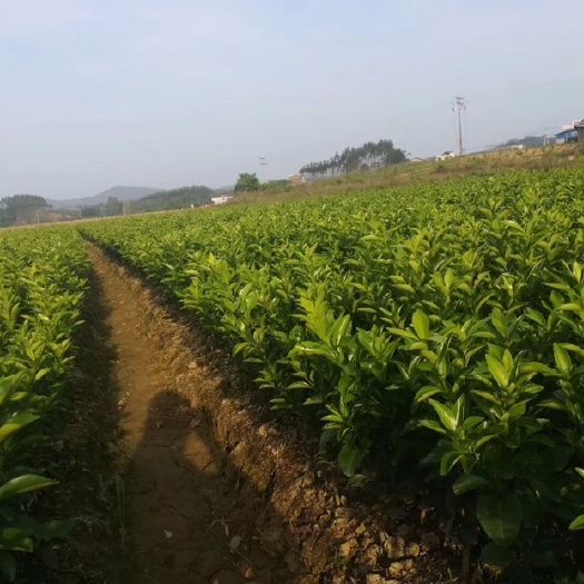 鹿寨县鹿寨蜜橙苗 1~1.5米 移栽苗