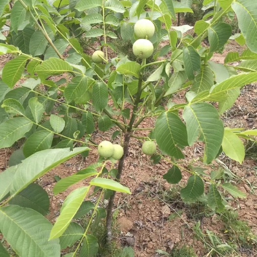 绛县香玲核桃苗  就喝六个核桃
