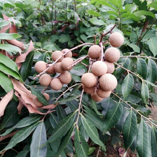 凭祥市四季蜜龙眼苗  供应，四季龙眼苗