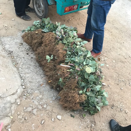 泰安红颜草莓苗 地栽苗 10~20公分