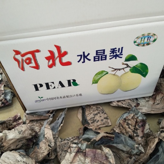 晋州市水晶梨 河北产地直销