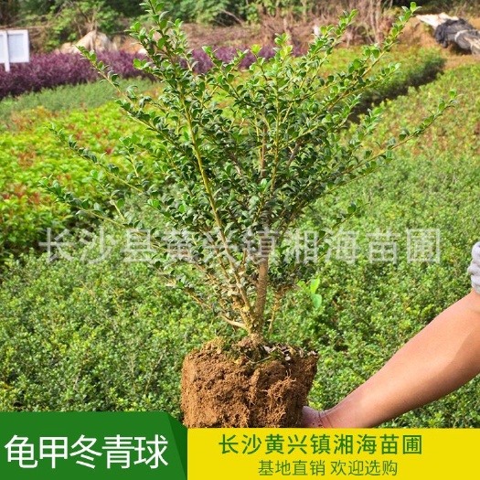 长沙县龟甲冬青  小毛球 基地直供
