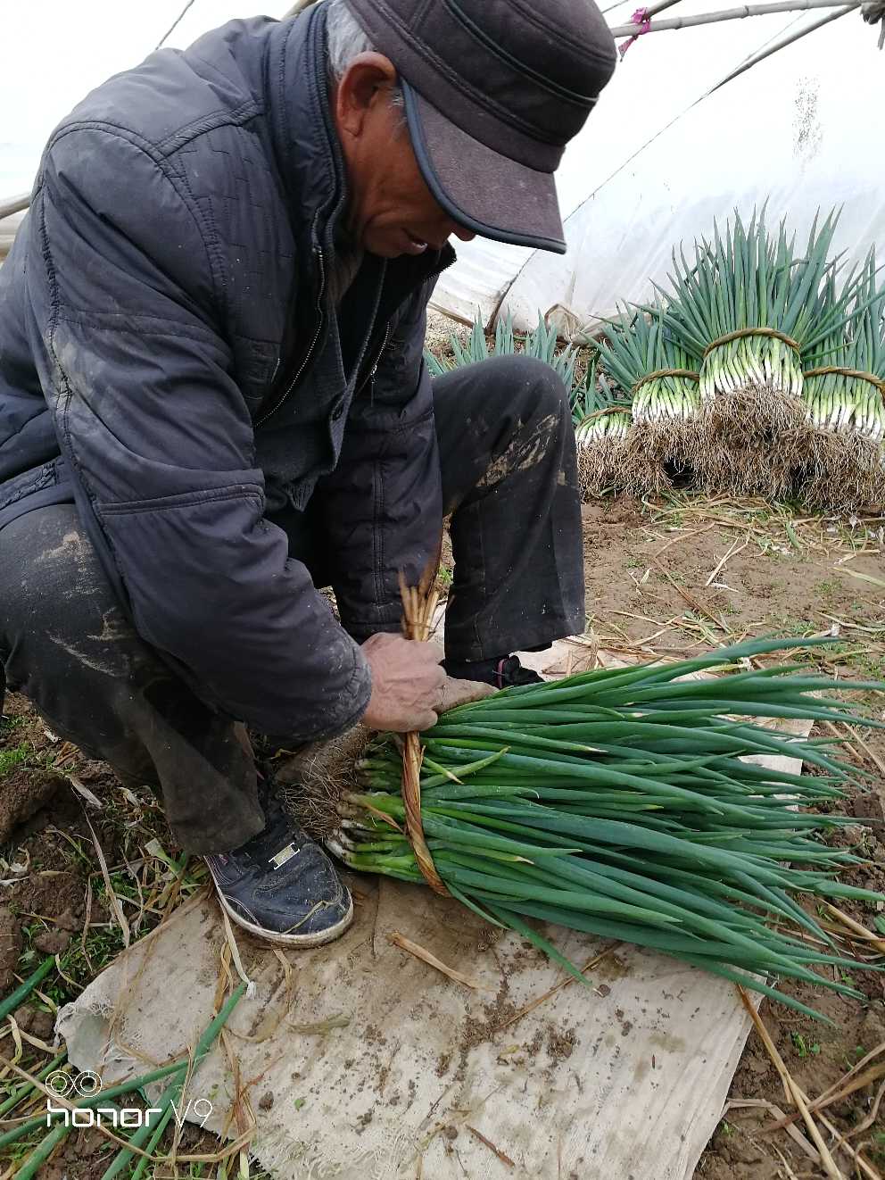 安徽分葱上市了目前起市场质量好分葱颜色青绿产地值供诚信代办