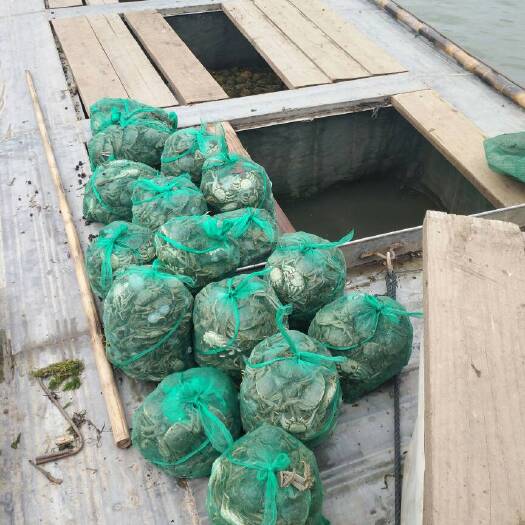 宝应县 横行天下宝应湖大闸蟹