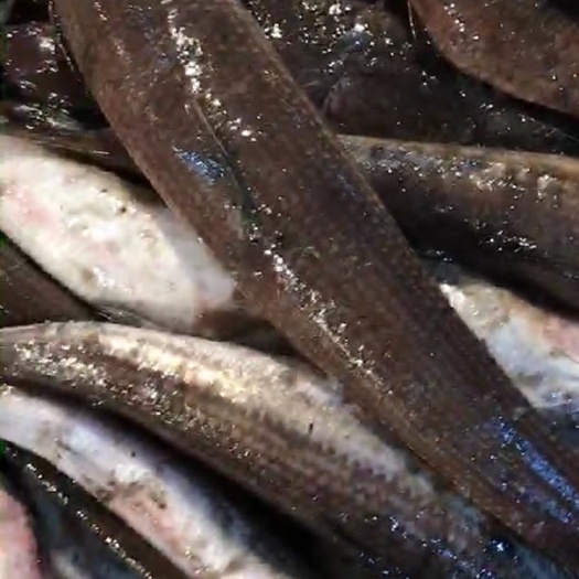渤海梭鱼