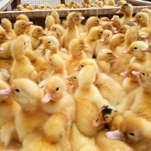 绵阳肉鸭苗